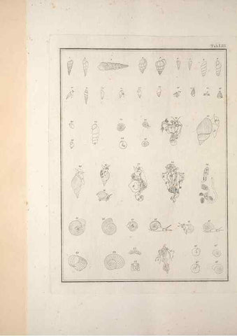 Reproducción/Reproduction 49831175442: Testacea utriusque Siciliae eorumque historia et anatome :. Parmae :Ex regio typographeio,MDCCXCI-MDCCCXXVI [1791-1827]. 