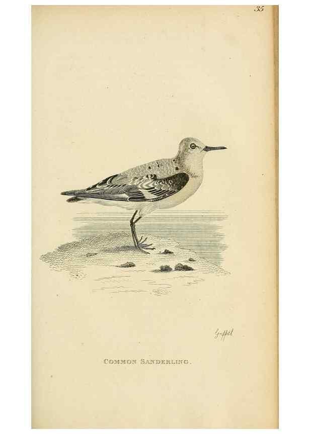 Reproducción/Reproduction 49831175687: General zoology, or Systematic natural history. London,Printed for G. Kearsley,1800-1826.. 