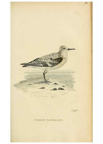 Reproducción/Reproduction 49831175687: General zoology, or Systematic natural history. London,Printed for G. Kearsley,1800-1826.. 