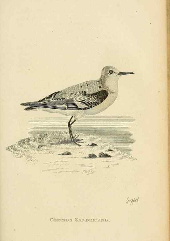Reproducción/Reproduction 49831175687: General zoology, or Systematic natural history. London,Printed for G. Kearsley,1800-1826.. 