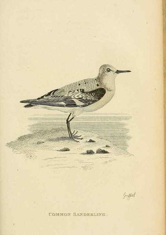 Reproducción/Reproduction 49831175687: General zoology, or Systematic natural history. London,Printed for G. Kearsley,1800-1826.. 