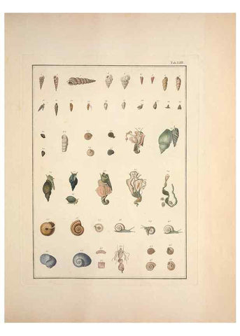 Reproducción/Reproduction 49831175752: Testacea utriusque Siciliae eorumque historia et anatome :. Parmae :Ex regio typographeio,MDCCXCI-MDCCCXXVI [1791-1827]. 