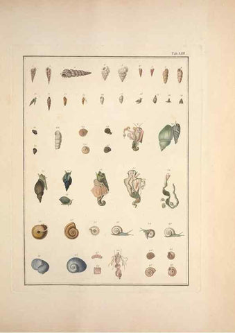 Reproducción/Reproduction 49831175752: Testacea utriusque Siciliae eorumque historia et anatome :. Parmae :Ex regio typographeio,MDCCXCI-MDCCCXXVI [1791-1827]. 