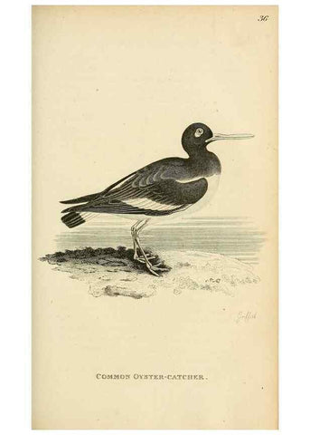 Reproducción/Reproduction 49830334778: General zoology, or Systematic natural history. London,Printed for G. Kearsley,1800-1826.. 