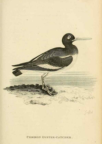 Reproducción/Reproduction 49830334778: General zoology, or Systematic natural history. London,Printed for G. Kearsley,1800-1826.. 