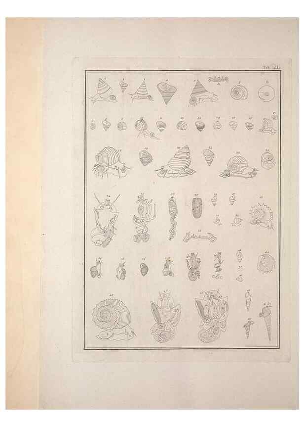 Reproducción/Reproduction 49831174752: Testacea utriusque Siciliae eorumque historia et anatome :. Parmae :Ex regio typographeio,MDCCXCI-MDCCCXXVI [1791-1827]. 