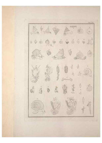 Reproducción/Reproduction 49831174752: Testacea utriusque Siciliae eorumque historia et anatome :. Parmae :Ex regio typographeio,MDCCXCI-MDCCCXXVI [1791-1827]. 