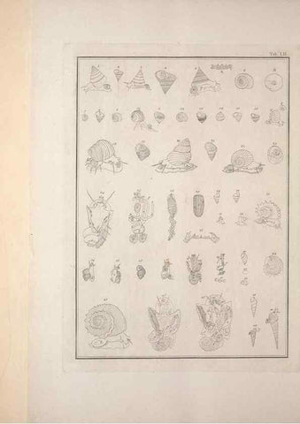Reproducción/Reproduction 49831174752: Testacea utriusque Siciliae eorumque historia et anatome :. Parmae :Ex regio typographeio,MDCCXCI-MDCCCXXVI [1791-1827]. 