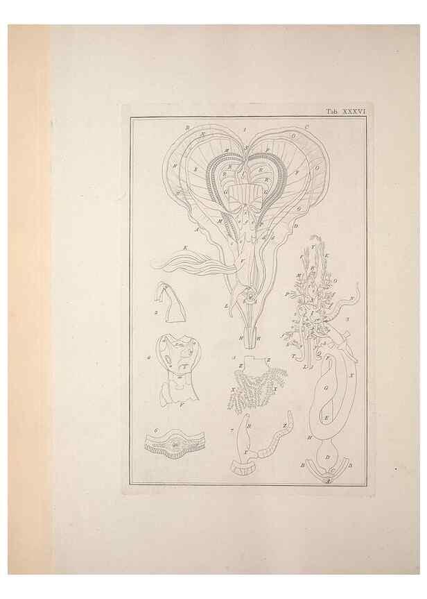 Reproducción/Reproduction 49830853121: Testacea utriusque Siciliae eorumque historia et anatome :. Parmae :Ex regio typographeio,MDCCXCI-MDCCCXXVI [1791-1827]. 
