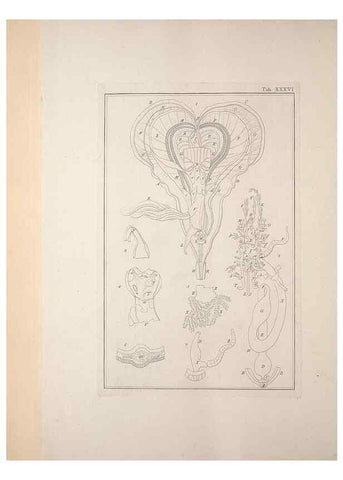 Reproducción/Reproduction 49830853121: Testacea utriusque Siciliae eorumque historia et anatome :. Parmae :Ex regio typographeio,MDCCXCI-MDCCCXXVI [1791-1827]. 