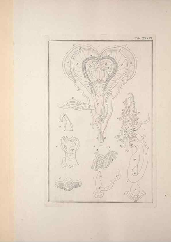 Reproducción/Reproduction 49830853121: Testacea utriusque Siciliae eorumque historia et anatome :. Parmae :Ex regio typographeio,MDCCXCI-MDCCCXXVI [1791-1827]. 