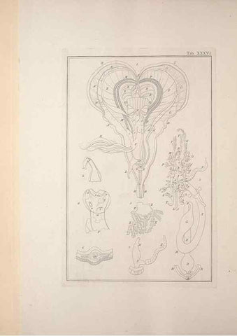 Reproducción/Reproduction 49830853121: Testacea utriusque Siciliae eorumque historia et anatome :. Parmae :Ex regio typographeio,MDCCXCI-MDCCCXXVI [1791-1827]. 