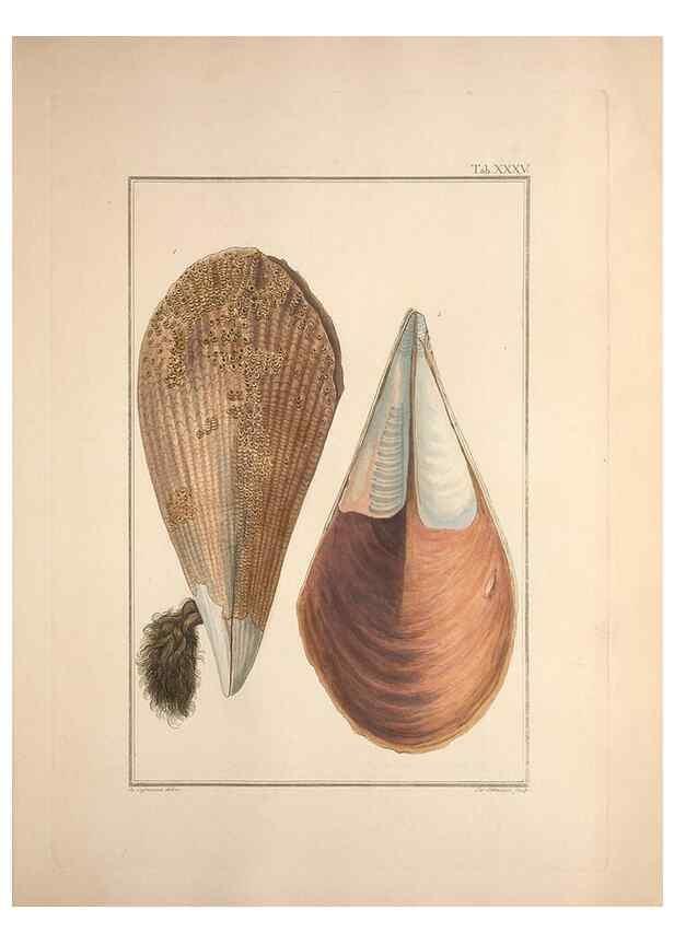 Reproducción/Reproduction 49830852651: Testacea utriusque Siciliae eorumque historia et anatome :. Parmae :Ex regio typographeio,MDCCXCI-MDCCCXXVI [1791-1827]. 