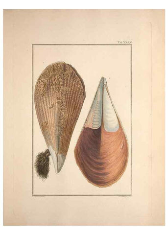 Reproducción/Reproduction 49830852651: Testacea utriusque Siciliae eorumque historia et anatome :. Parmae :Ex regio typographeio,MDCCXCI-MDCCCXXVI [1791-1827]. 