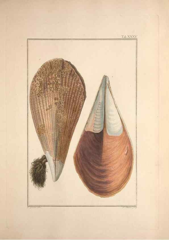 Reproducción/Reproduction 49830852651: Testacea utriusque Siciliae eorumque historia et anatome :. Parmae :Ex regio typographeio,MDCCXCI-MDCCCXXVI [1791-1827]. 