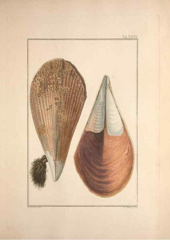 Reproducción/Reproduction 49830852651: Testacea utriusque Siciliae eorumque historia et anatome :. Parmae :Ex regio typographeio,MDCCXCI-MDCCCXXVI [1791-1827]. 