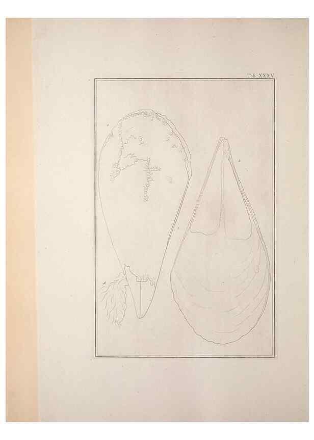 Reproducción/Reproduction 49830852301: Testacea utriusque Siciliae eorumque historia et anatome :. Parmae :Ex regio typographeio,MDCCXCI-MDCCCXXVI [1791-1827]. 