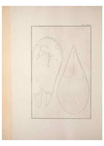 Reproducción/Reproduction 49830852301: Testacea utriusque Siciliae eorumque historia et anatome :. Parmae :Ex regio typographeio,MDCCXCI-MDCCCXXVI [1791-1827]. 