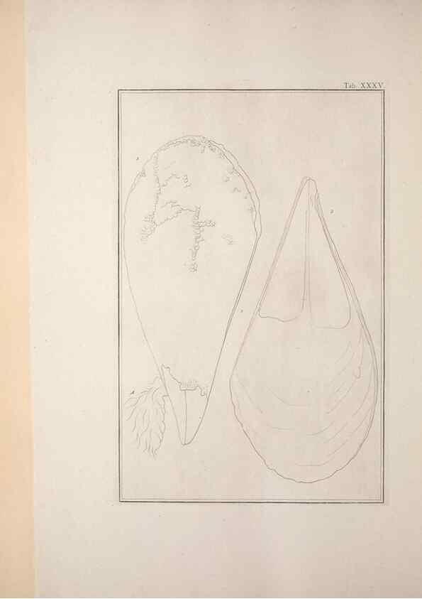 Reproducción/Reproduction 49830852301: Testacea utriusque Siciliae eorumque historia et anatome :. Parmae :Ex regio typographeio,MDCCXCI-MDCCCXXVI [1791-1827]. 