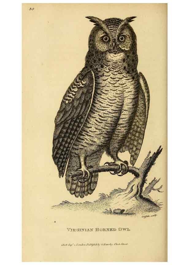 Reproducción/Reproduction 49830744296: General zoology, or Systematic natural history. London,Printed for G. Kearsley,1800-1826.. 