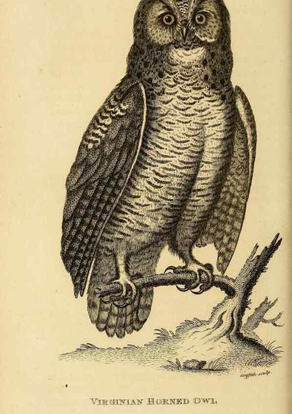 Reproducción/Reproduction 49830744296: General zoology, or Systematic natural history. London,Printed for G. Kearsley,1800-1826.. 