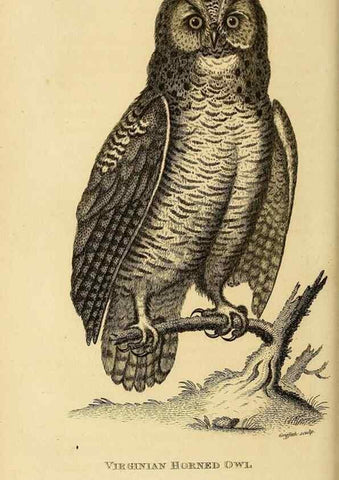 Reproducción/Reproduction 49830744296: General zoology, or Systematic natural history. London,Printed for G. Kearsley,1800-1826.. 