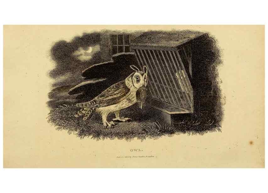 Reproducción/Reproduction 49830744956: General zoology, or Systematic natural history. London,Printed for G. Kearsley,1800-1826.. 