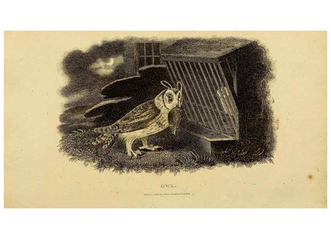 Reproducción/Reproduction 49830744956: General zoology, or Systematic natural history. London,Printed for G. Kearsley,1800-1826.. 