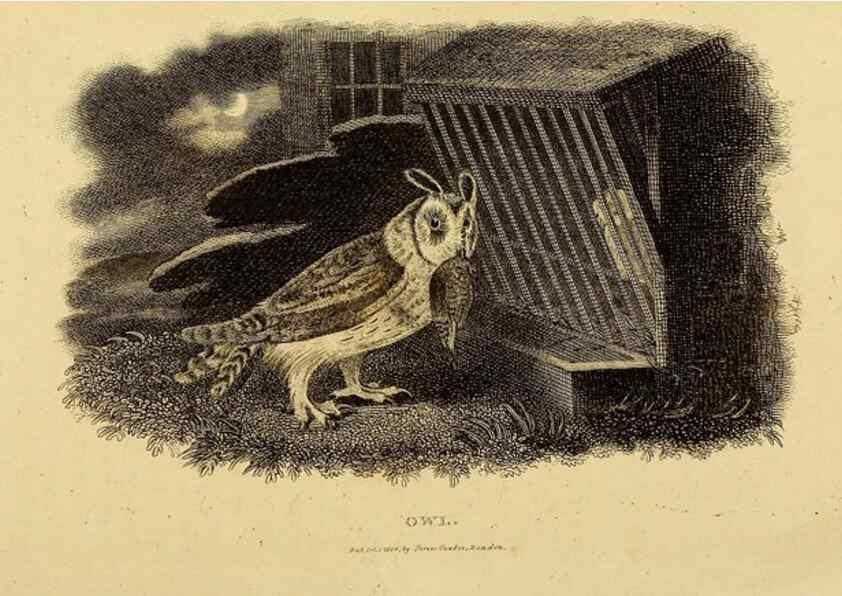 Reproducción/Reproduction 49830744956: General zoology, or Systematic natural history. London,Printed for G. Kearsley,1800-1826.. 