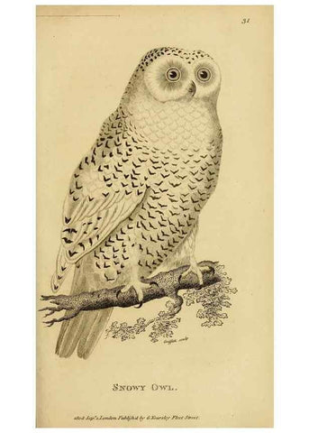 Reproducción/Reproduction 49830213383: General zoology, or Systematic natural history. London,Printed for G. Kearsley,1800-1826.. 