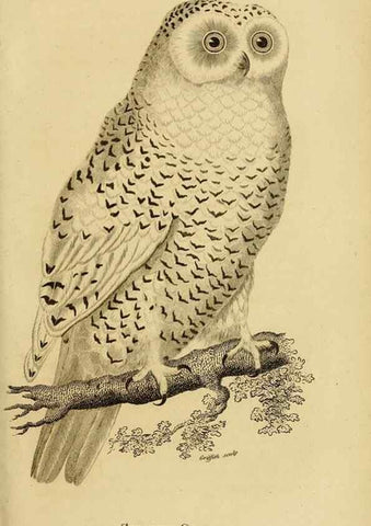 Reproducción/Reproduction 49830213383: General zoology, or Systematic natural history. London,Printed for G. Kearsley,1800-1826.. 