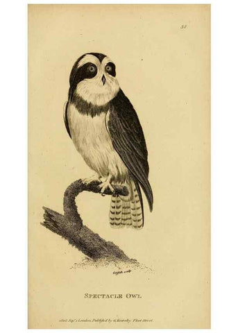 Reproducción/Reproduction 49830213903: General zoology, or Systematic natural history. London,Printed for G. Kearsley,1800-1826.. 