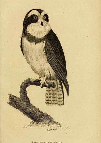 Reproducción/Reproduction 49830213903: General zoology, or Systematic natural history. London,Printed for G. Kearsley,1800-1826.. 