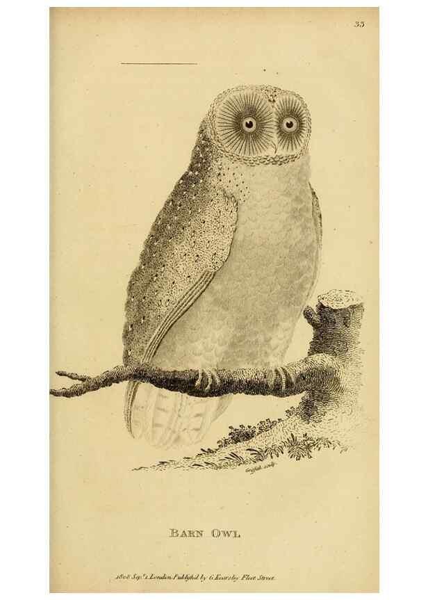 Reproducción/Reproduction 49830214423: General zoology, or Systematic natural history. London,Printed for G. Kearsley,1800-1826.. 