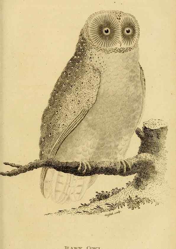 Reproducción/Reproduction 49830214423: General zoology, or Systematic natural history. London,Printed for G. Kearsley,1800-1826.. 