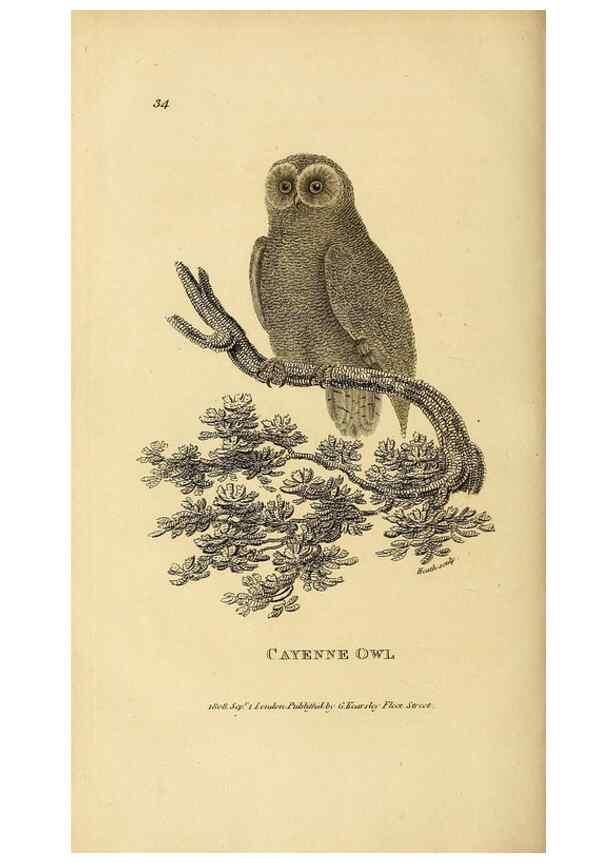 Reproducción/Reproduction 49830747051: General zoology, or Systematic natural history. London,Printed for G. Kearsley,1800-1826.. 