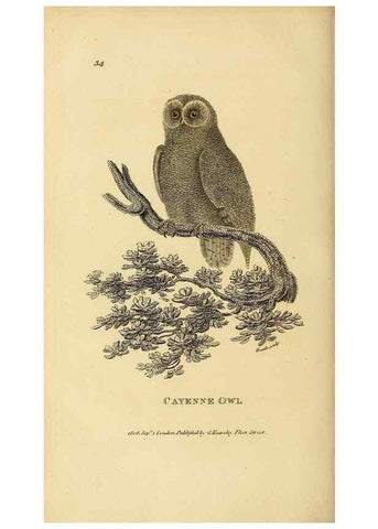 Reproducción/Reproduction 49830747051: General zoology, or Systematic natural history. London,Printed for G. Kearsley,1800-1826.. 