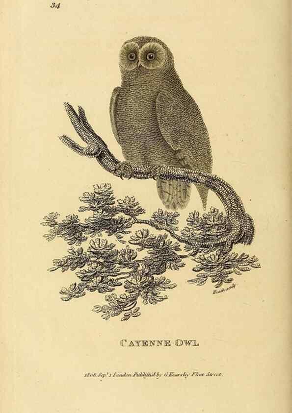 Reproducción/Reproduction 49830747051: General zoology, or Systematic natural history. London,Printed for G. Kearsley,1800-1826.. 