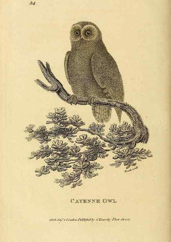 Reproducción/Reproduction 49830747051: General zoology, or Systematic natural history. London,Printed for G. Kearsley,1800-1826.. 