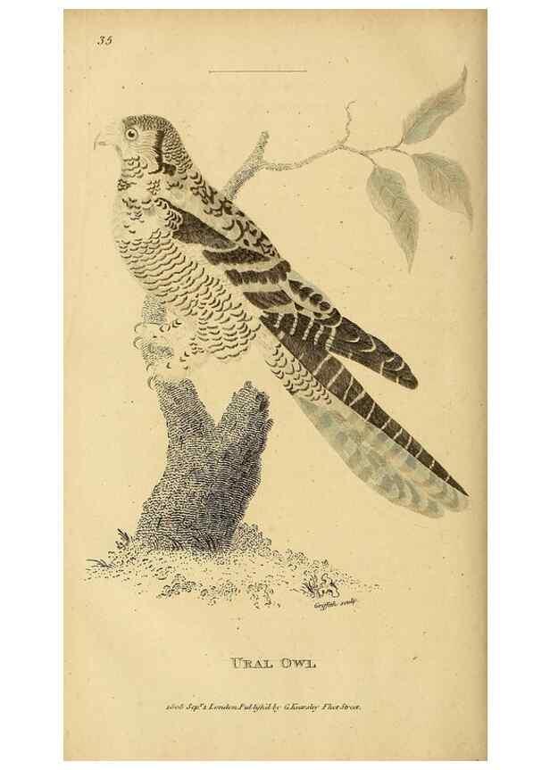 Reproducción/Reproduction 49831057537: General zoology, or Systematic natural history. London,Printed for G. Kearsley,1800-1826.. 