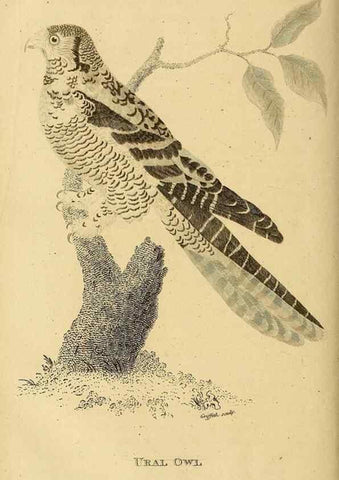 Reproducción/Reproduction 49831057537: General zoology, or Systematic natural history. London,Printed for G. Kearsley,1800-1826.. 