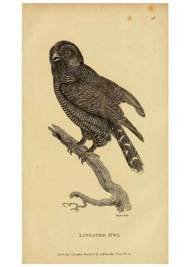 Reproducción/Reproduction 49831057912: General zoology, or Systematic natural history. London,Printed for G. Kearsley,1800-1826.. 