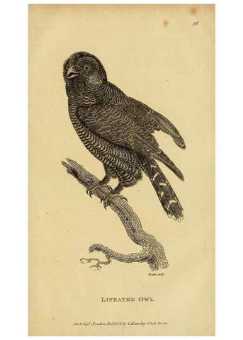 Reproducción/Reproduction 49831057912: General zoology, or Systematic natural history. London,Printed for G. Kearsley,1800-1826.. 