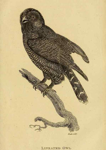 Reproducción/Reproduction 49831057912: General zoology, or Systematic natural history. London,Printed for G. Kearsley,1800-1826.. 