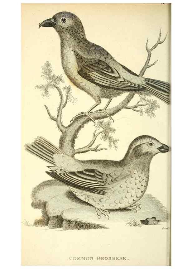 Reproducción/Reproduction 49831090722: General zoology, or Systematic natural history. London,Printed for G. Kearsley,1800-1826.. 