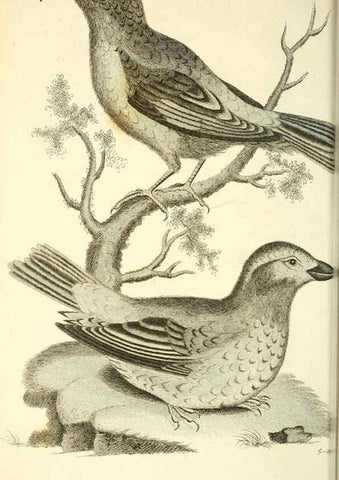 Reproducción/Reproduction 49831090722: General zoology, or Systematic natural history. London,Printed for G. Kearsley,1800-1826.. 