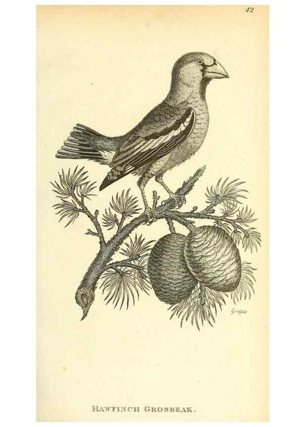 Reproducción/Reproduction 49831091072: General zoology, or Systematic natural history. London,Printed for G. Kearsley,1800-1826.. 