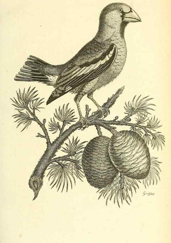 Reproducción/Reproduction 49831091072: General zoology, or Systematic natural history. London,Printed for G. Kearsley,1800-1826.. 