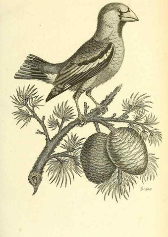 Reproducción/Reproduction 49831091072: General zoology, or Systematic natural history. London,Printed for G. Kearsley,1800-1826.. 