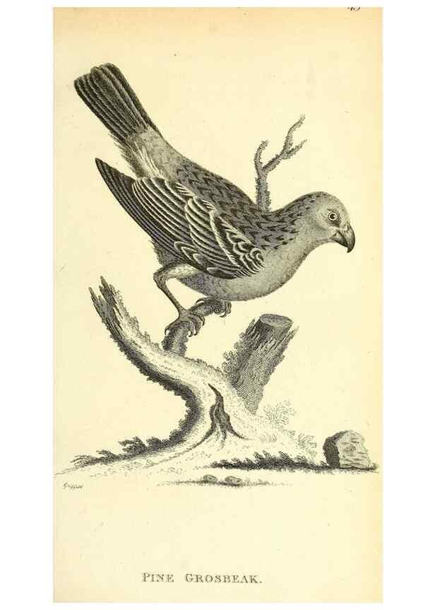 Reproducción/Reproduction 49830782056: General zoology, or Systematic natural history. London,Printed for G. Kearsley,1800-1826.. 